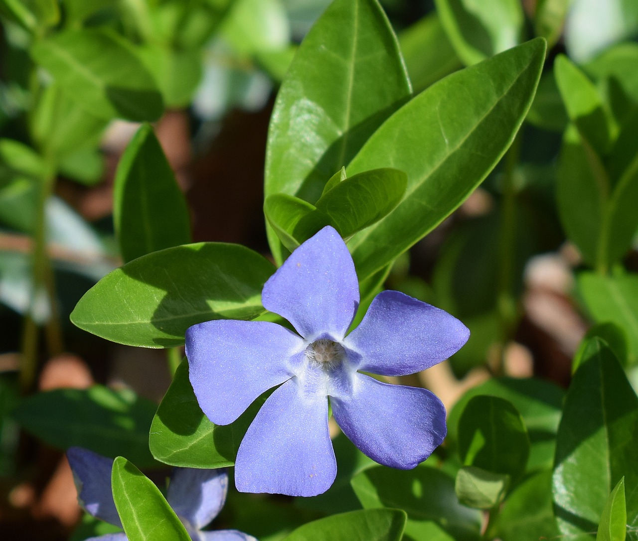 Best Ground Cover Plants for Low Maintenance Gardens